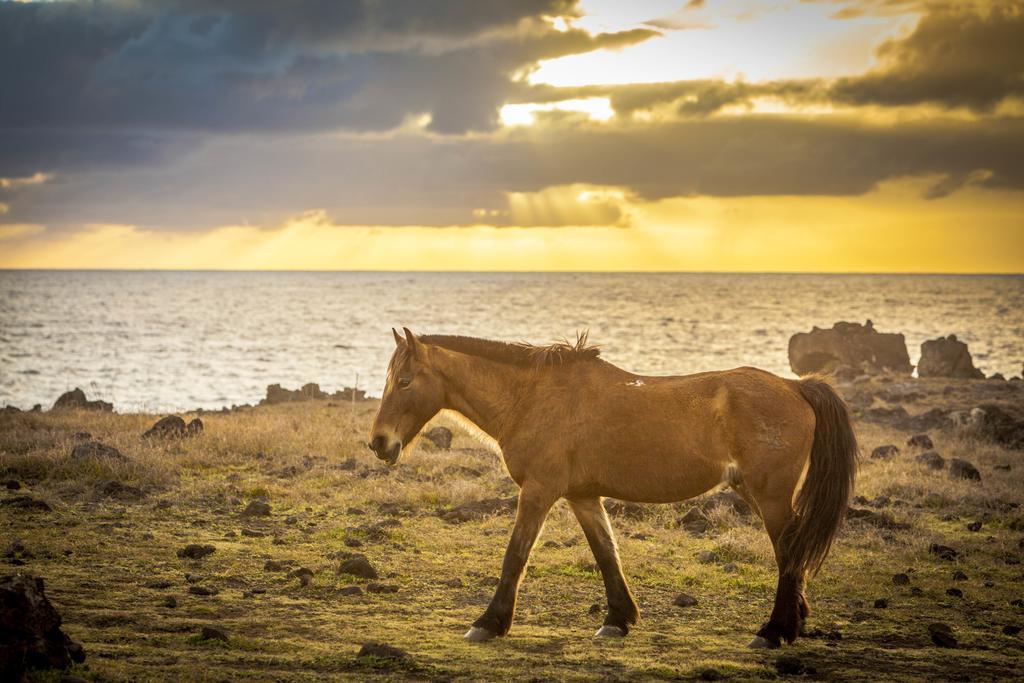 Pikera Uri Eco Lodge Hanga Roa Buitenkant foto